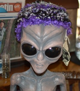 Image from Springbrook - showing an ancient beech tree with twisted roots.