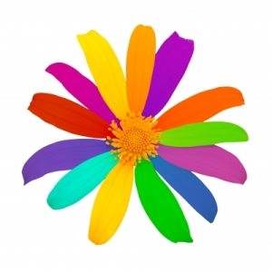 multicoloured flower