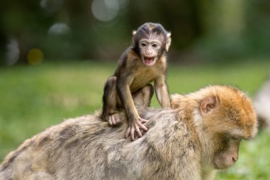 baby monkey on mothers back