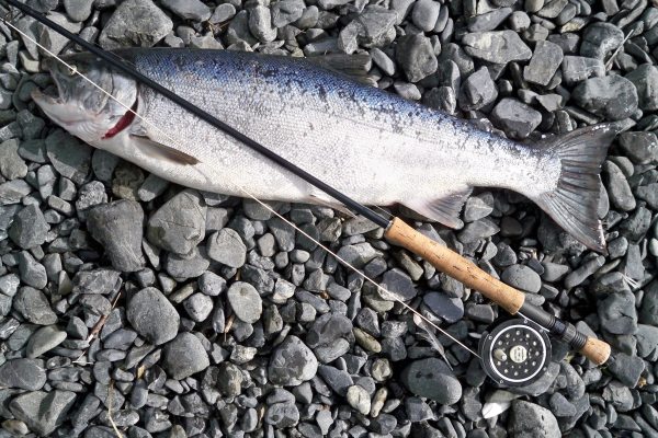 bait-catch-coho-salmon-1058295